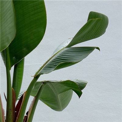 大发彩票app下载